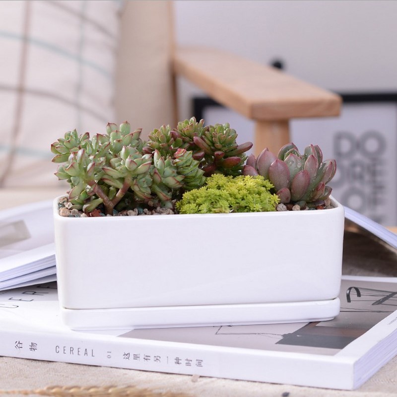 Macetas carnosas de cerámica minimalistas, rectangulares, blancas, para plantas suculentas, de porcelana, para escritorio, decoración del hogar Zakka