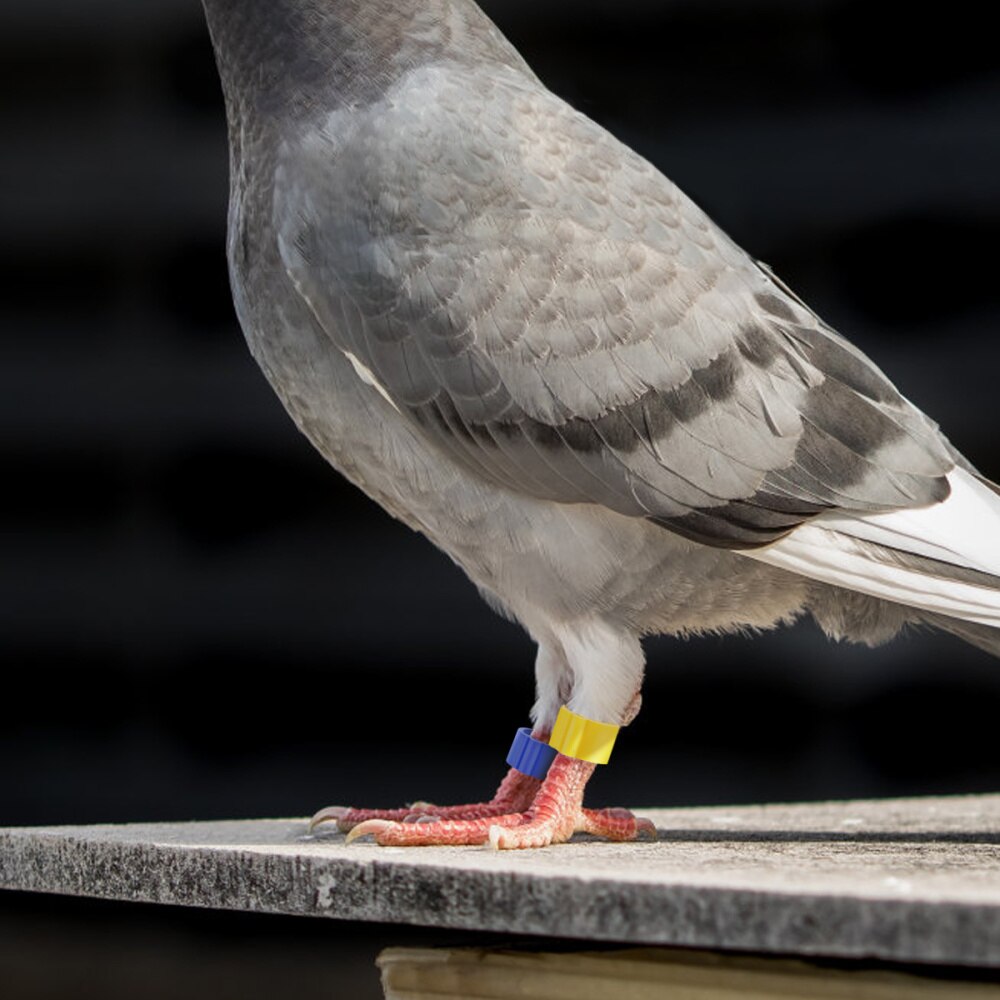 Popetpop 100 Stuks Vogels Identificatie Duiven Papegaai Vogel Opening Voet Ringen Vogel Benodigdheden (Willekeurige Kleur)