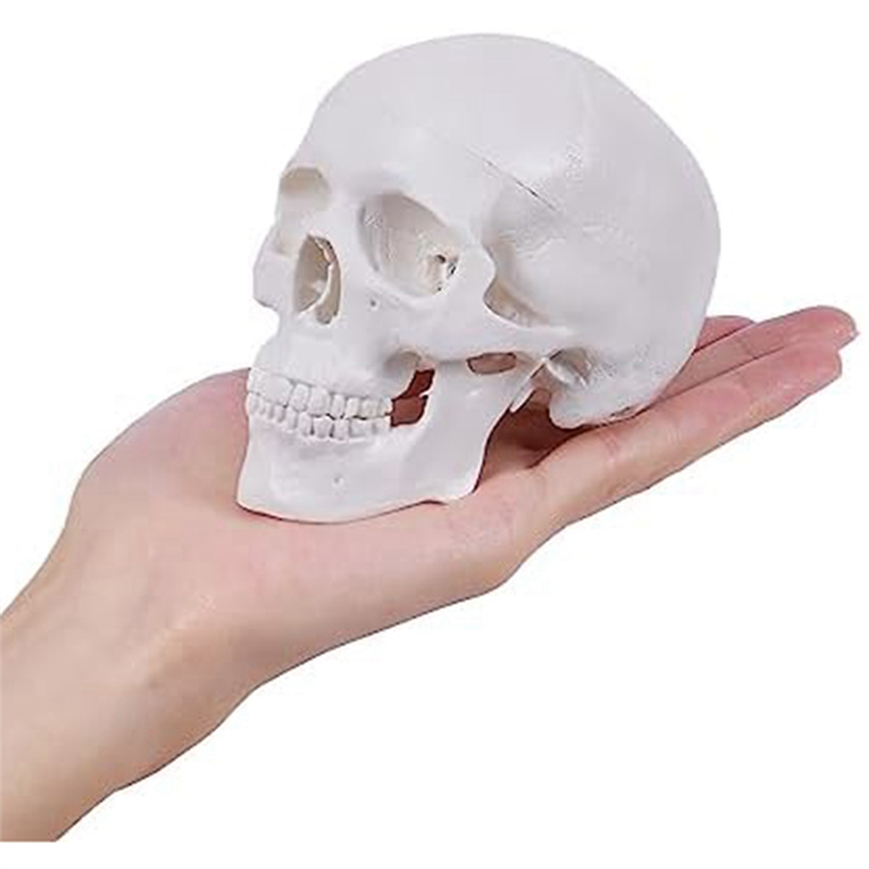 ABCD Mini Human Skull Model, 3 Parts Anatomical Skull Model with Removable Skull Cap and Articulated Mandible