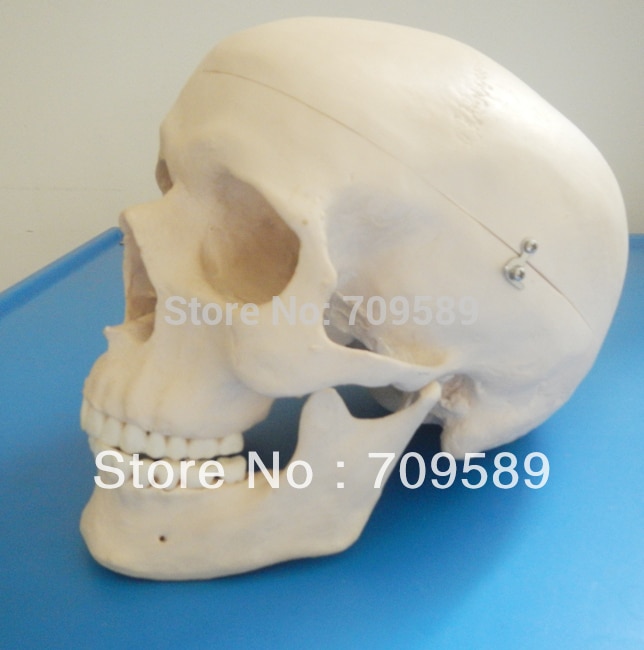 Geavanceerde levensgrote plastic medische schedel model