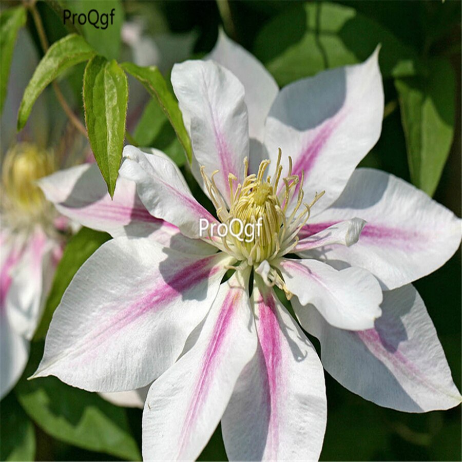 Ngryise 10 Stuks Een Set Clematis: 3