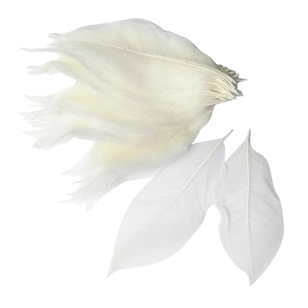 100 Stuks Magnolia Skelet Blad Bladeren Voor Bruiloft Uitnodigingen Kaart Maken Christmas Party Cadeaupapier Decoratie: White