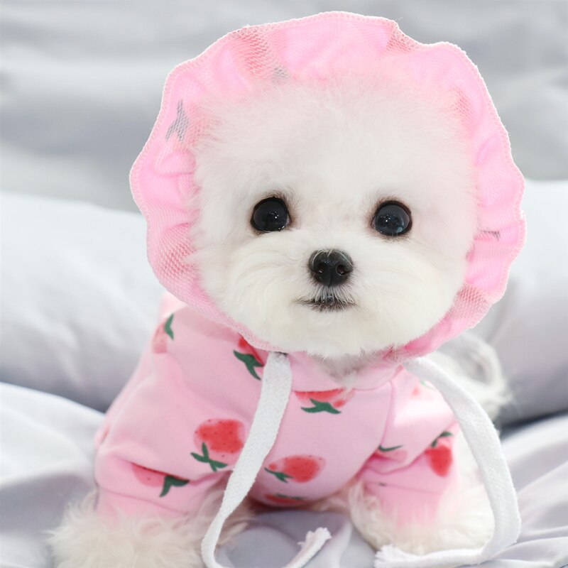 Syksy lemmikkipusero nalle bichon vip pomeraniansnautseri kissa yorkshirenterrieri pentu maito pentu koiran vaatteet