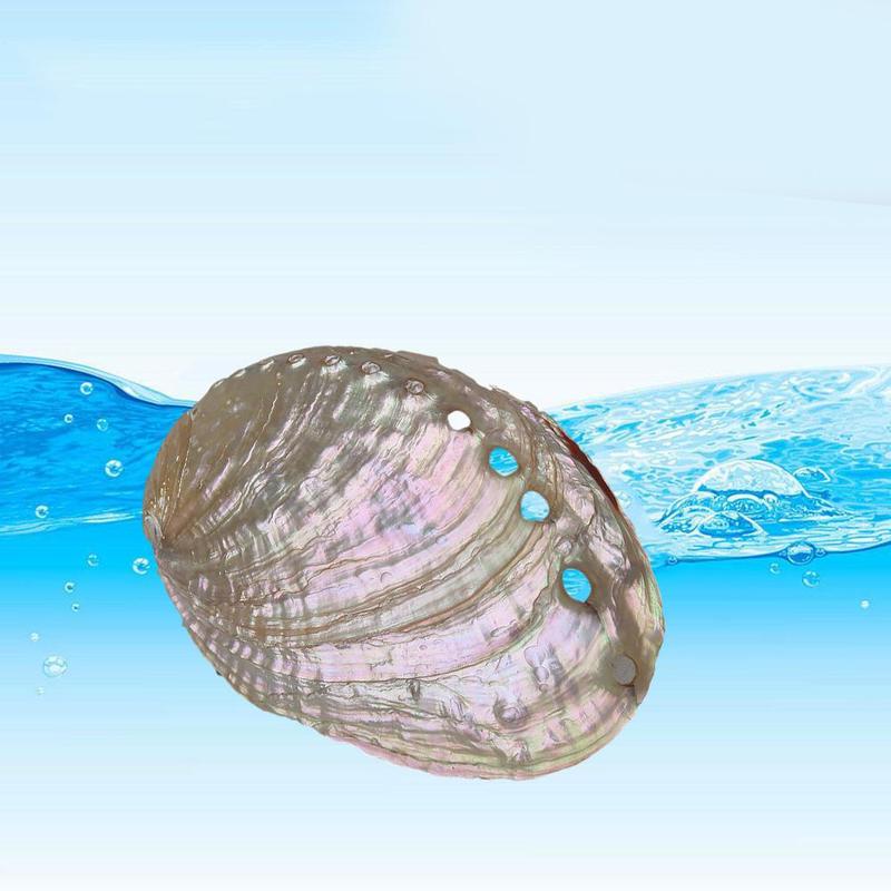 Abalone Shell Nautical Decor Seashell Beach Wedding Soap Shell Diy Shells Jewelry Decor Aquarium Decor Ocean Dish Home L4G9