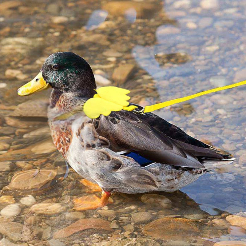 Harnais réglable laisse corde chat et chien pour canard petits animaux formation marche remorquage corde fournitures pour animaux de compagnie