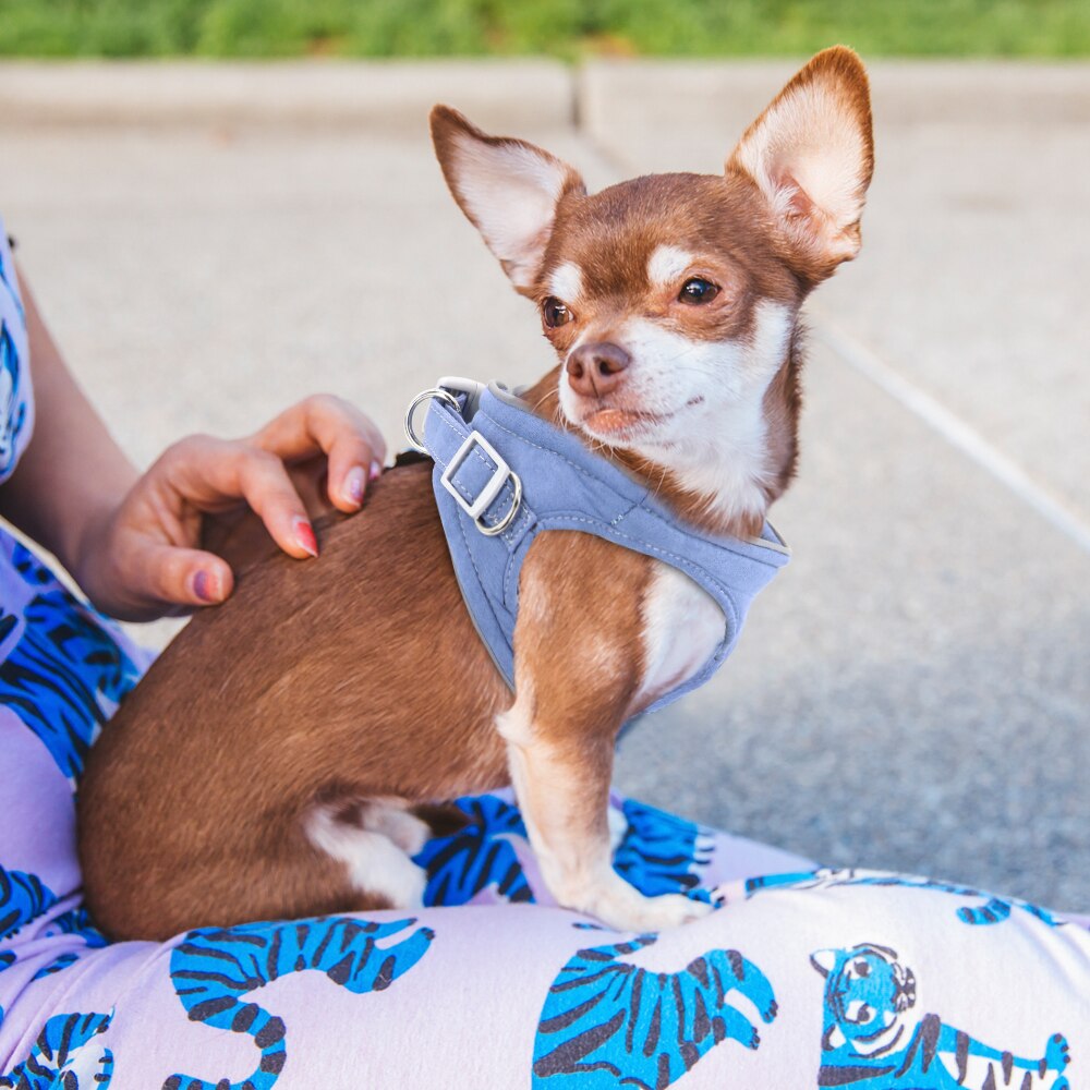 Nylon Kleine Hond Harnas Reflecterende Bull Dog Harness Stap In Flanel Huisdier Pug Harnassen Voor Kleine Middelgrote Honden Blauw Roze xs Sml