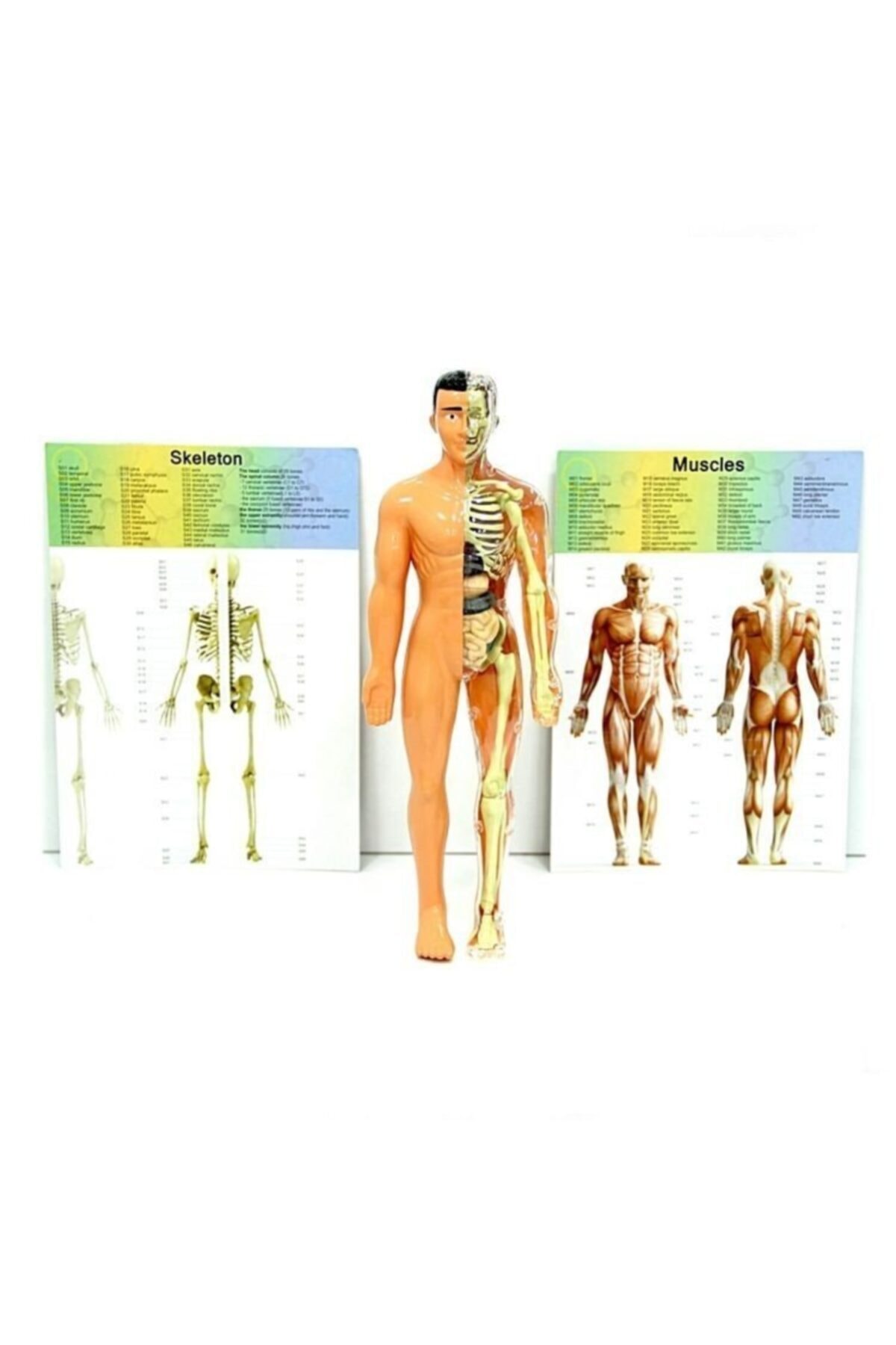 Human Body 3D Educational Kit, Biology, Skeleton Structure,