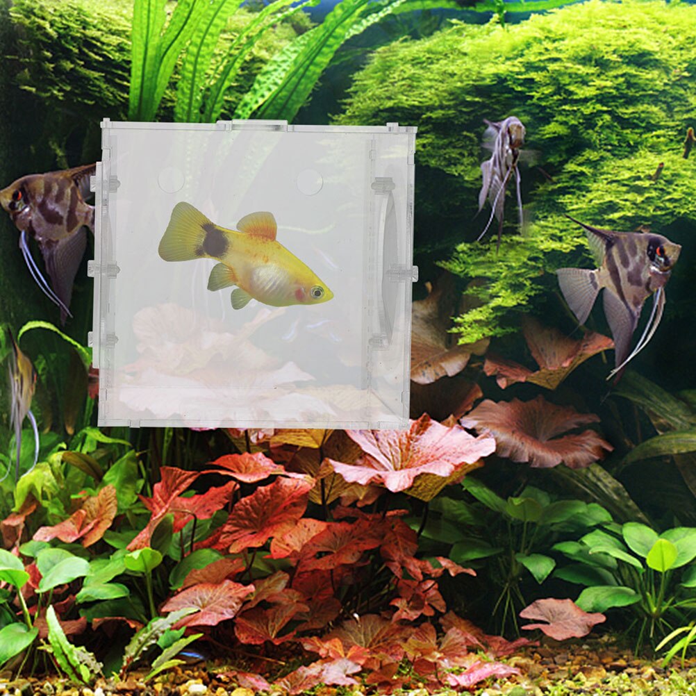 Acrylic Fish Breed Box Fish Egg Breeding Case Fish Isolation Case Aquarium Incubator