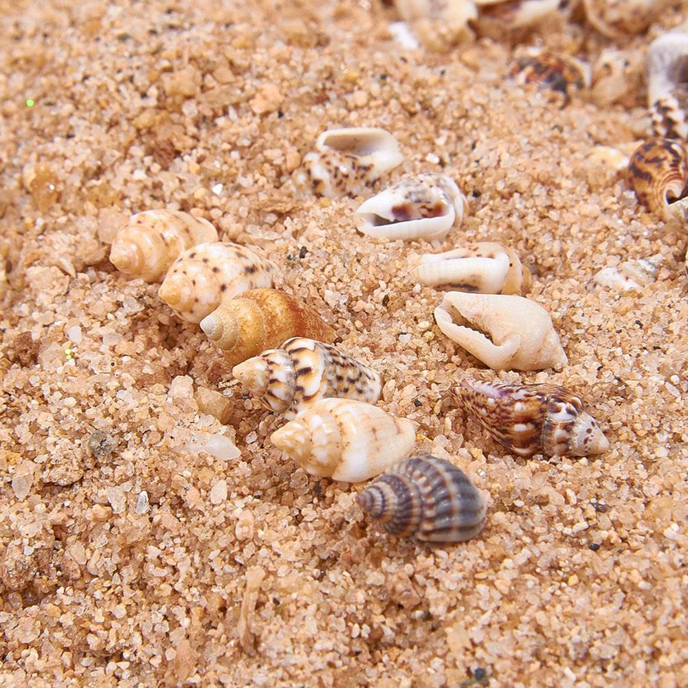 Concha de mar pequeña, conchas de playa artesanales, alrededor de 1300-1500