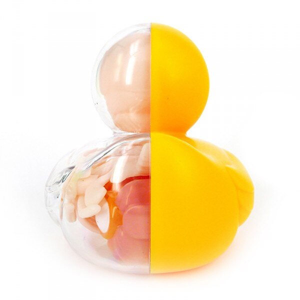 4D Master Perspective bone model of duckling Assembly of duckling animal model Artist Series