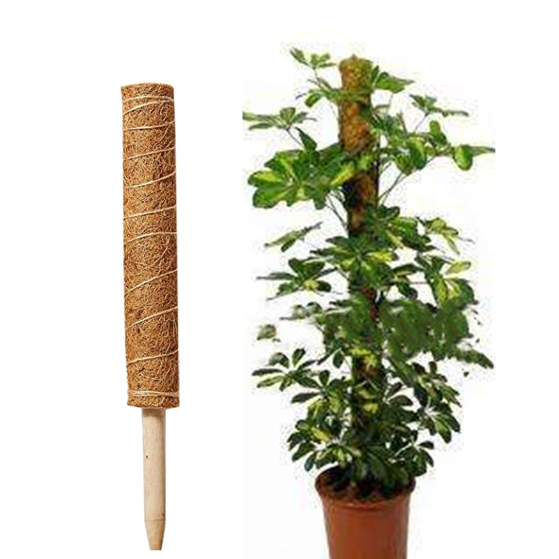 Klimpaal Plant Ondersteuning Indoor Klimplanten Staak