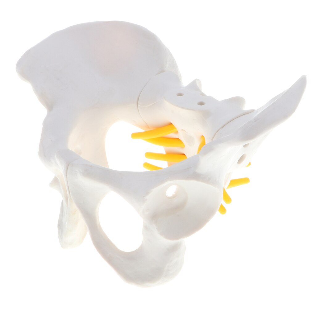 Anatomian opetusmalli - pienikokoinen naisen lantion luuranko, koulun opetusväline