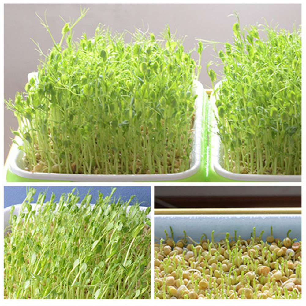Sprout Grower Planting Containers Multifunction Seed Sprouter Tray Sprouters Grower Food Grade PP Plant Germination Trays