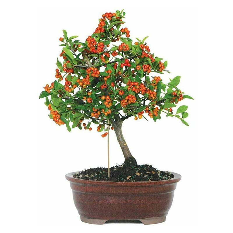 50 st växtstöd trädgårdspinnar bambuväxter 40cm käppar blomma