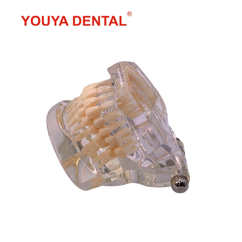 1:1 Resin Dental Model Teeth Teaching Model For Studying Dentist Transparent Standard Typodont Tooth Model Jaw Dentistry Product