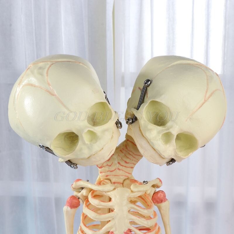 37cm mennesker dobbelt hoved baby kranie skelet anatomi hjerne display undersøgelse undervisning anatomisk model halloween bar ornament