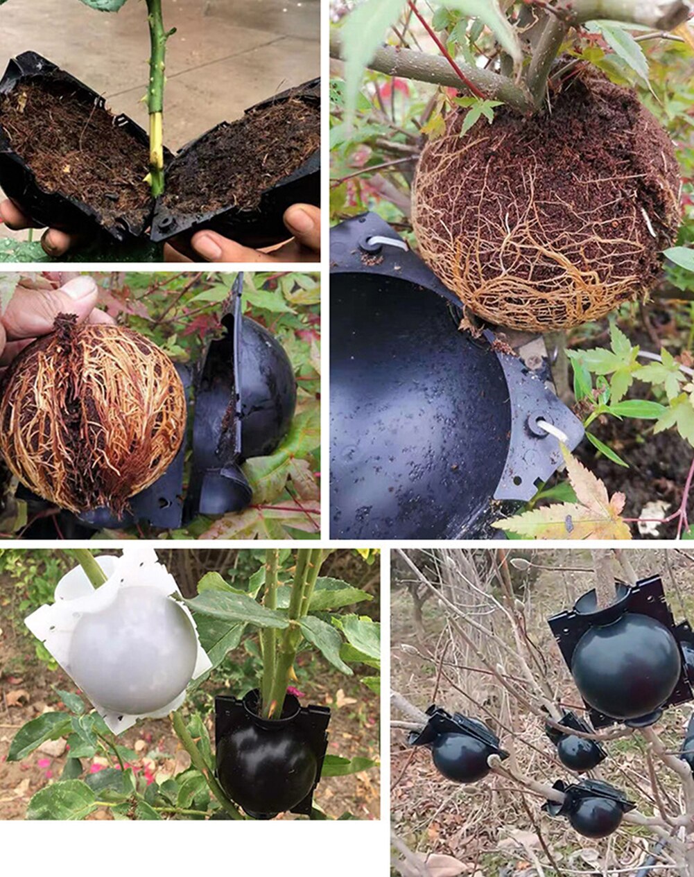 5Pcs Root Growing Box Breeding 5/8cm Case Plant Root Box Garden Pressure Propagator For Garden In Diameter Grafting Rooting