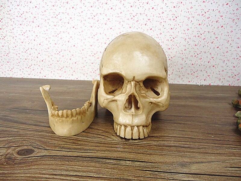 Levensgrote menselijke schedel model hars skelet model Medische schedel educatieve apparatuur