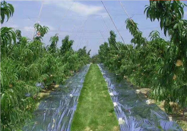 Film Mylar réfléchissant Double face pour animaux de compagnie pour l'agriculture, serre, arbres fruitiers, pomme, raisin, augmentation de la lumière de température
