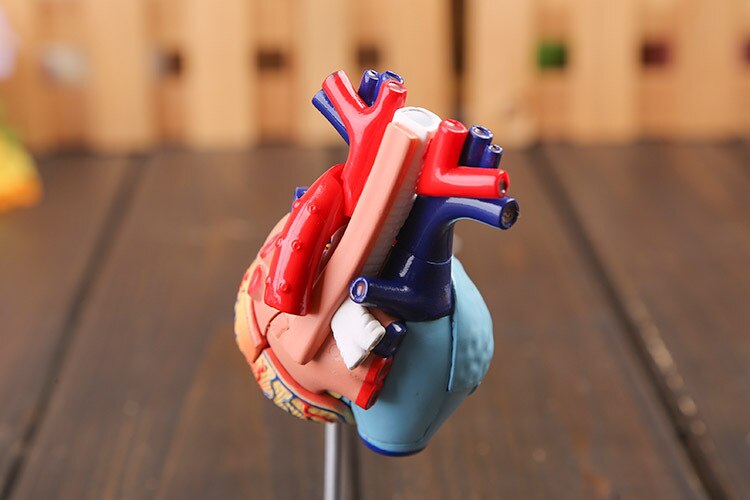 3d horen model gekleurde hart geassembleerd Menselijk Anatomie dimensionale model