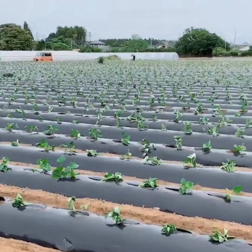 Home Garden Film Agricultural Vegetable Black Film Plants Plastic Perforated Plastic Mulch Mulching Membrane