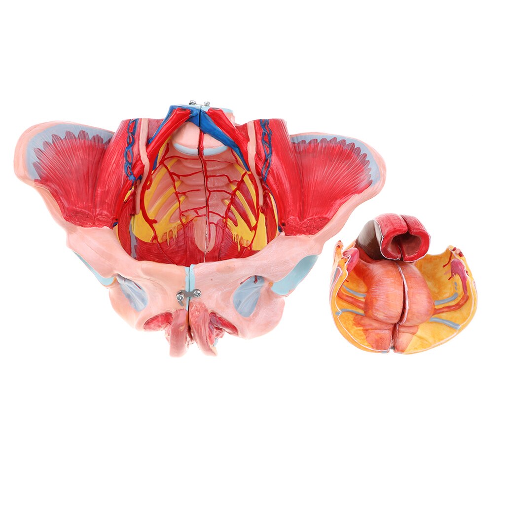 1:1 Life Size Female Pelvis Model with Vessels Ligaments Muscles Nerves & Organs Lab Supplies