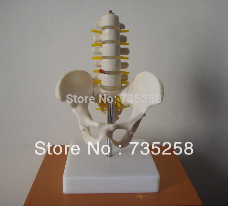 Half-size bekken met 5 stks lendenwervels, bekken model, mini lumbale met bekken modellen