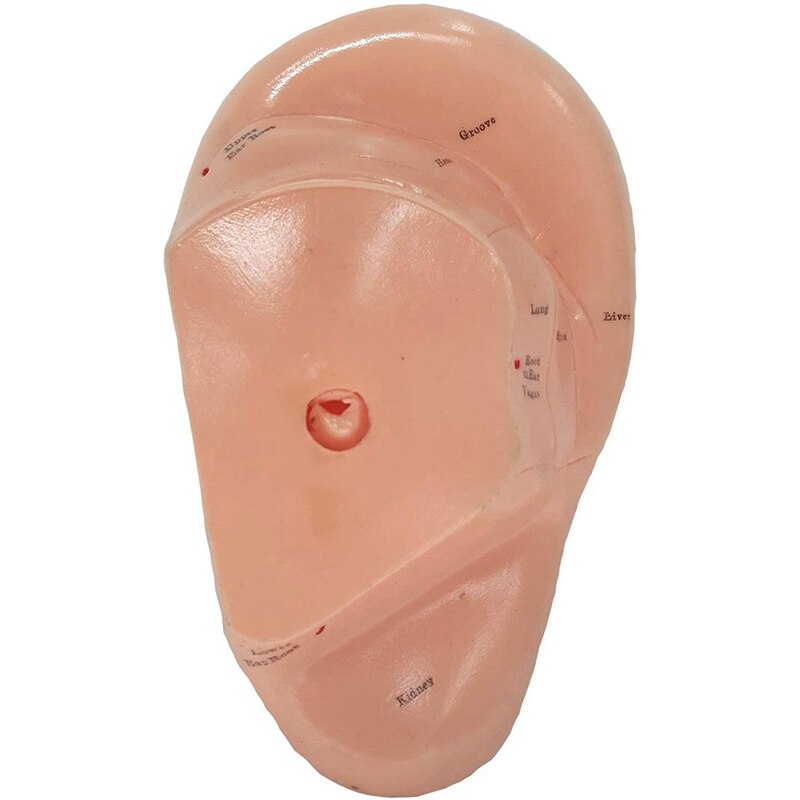 English Version Ear Acupuncture Earpins Model Model Auricular Application Model Ear Acupuncture Points Model