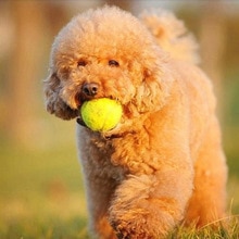 Hond Tennisbal Petsport Thrower Chucker Launcher Spelen Speelgoed