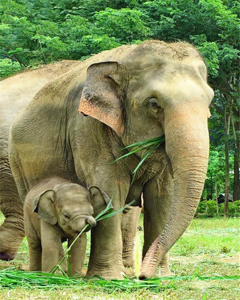 EverShine DIY Oil Painting Paint By Numbers Animals Hand Painted Wall Art Kits Drawing Canvas Elephant Home Decor: SZES-832