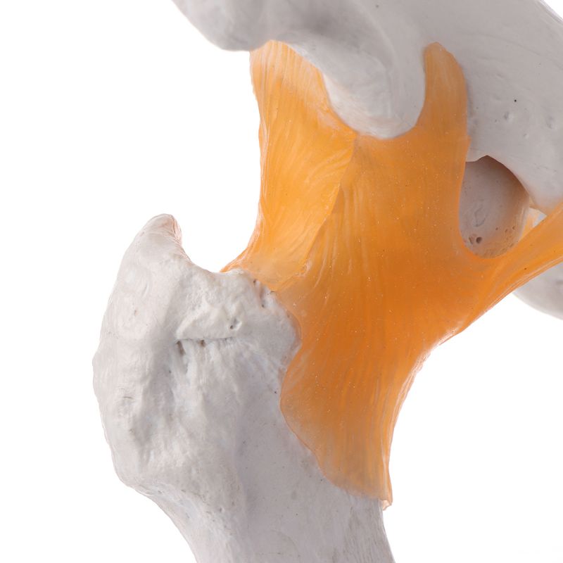 Levensgrote Ligament Heupgewricht Anatomie Model Skelet Onderwijs Tool M17F