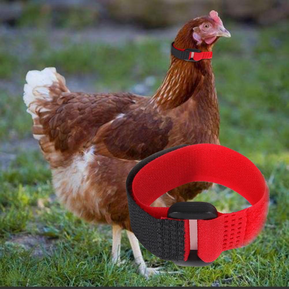 2 Stuks Kip Kraag Anti Crow Noise Gratis Haan Riem Verstelbare Gesp Pluimvee Supplies Voor Eenden Farm Animal Levert