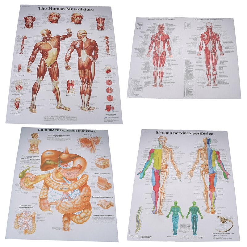 Ziekenhuis Massage Kaart Menselijk Anatomie Spieren Systeem Poster Print Body Kaart Zijden Schilderij Muur Foto Voor Medisch Onderwijs