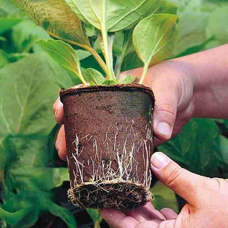 10/5Pcs Nursery Pots Biodegradable Paper Pulp Peat Pot Plant Nursery Cup Tray