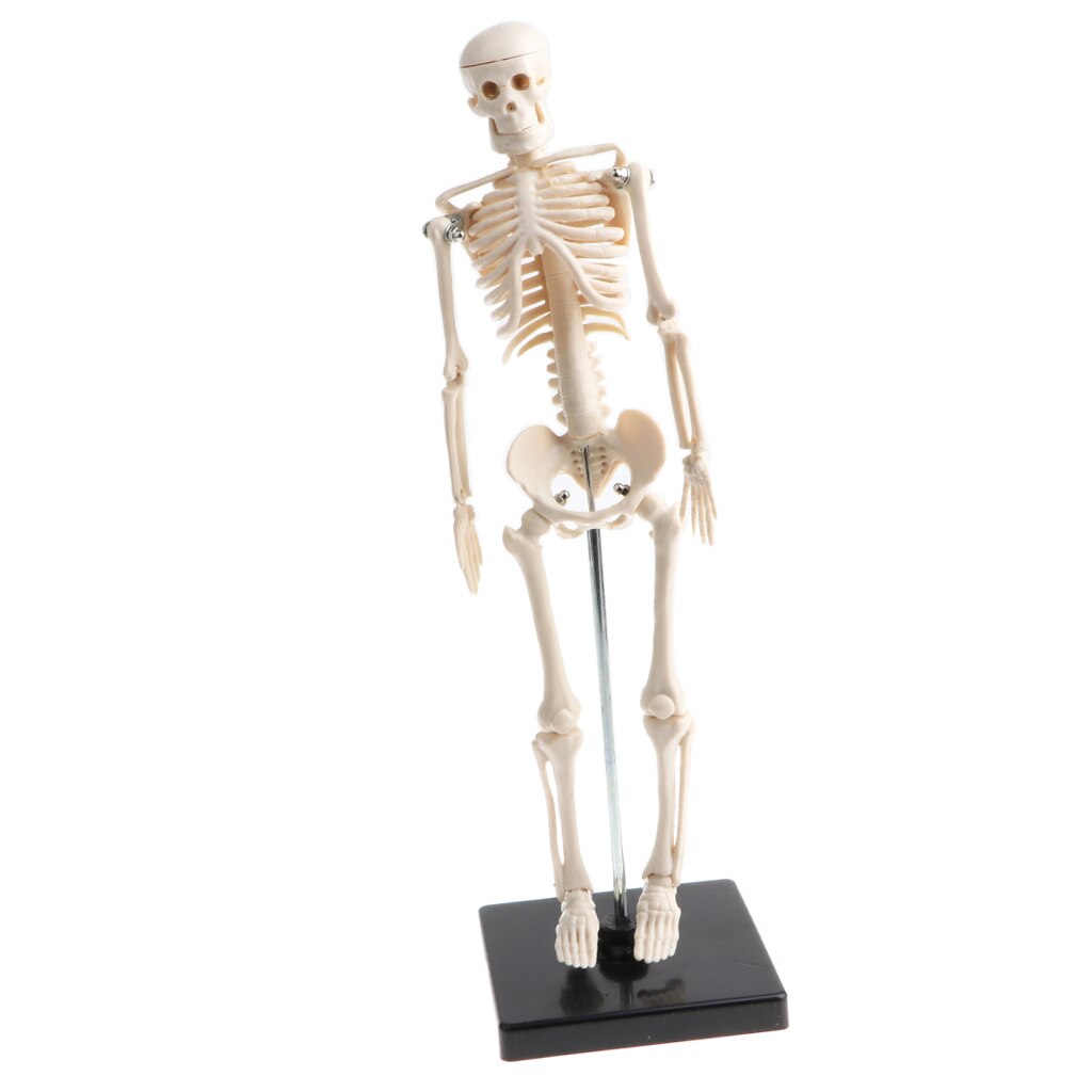 42cm Model Anatomical Educational Toy, Articulated Skeletal System, Classroom Display Decoration, Lab Supplies