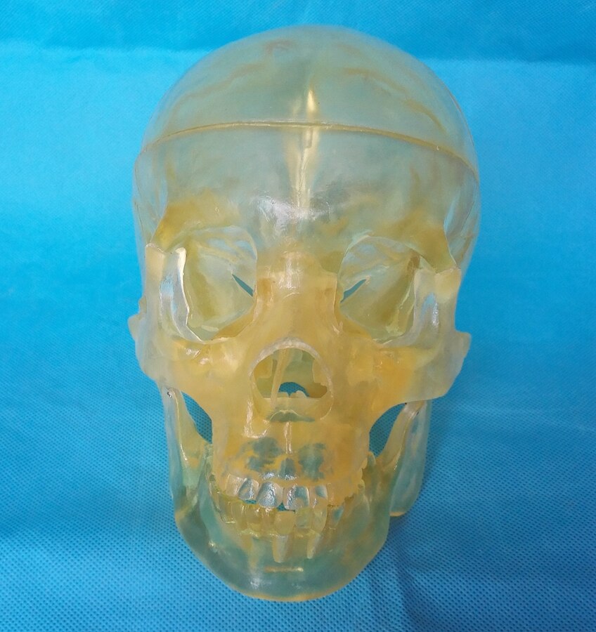 Menselijk 1:1 Levensgrote Transparante Schedel Model Skelet Skelet Model Anatomie Skelet Anatomie Hersenen Schedel Medische Onderwijs Model