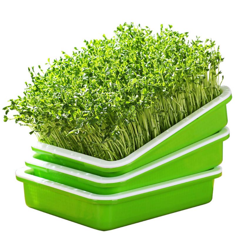 Plateau de germe de graines sans BPA PP sans sol cultivateur d'herbe de blé sain avec couvercle plaque de germe de semis Hydro