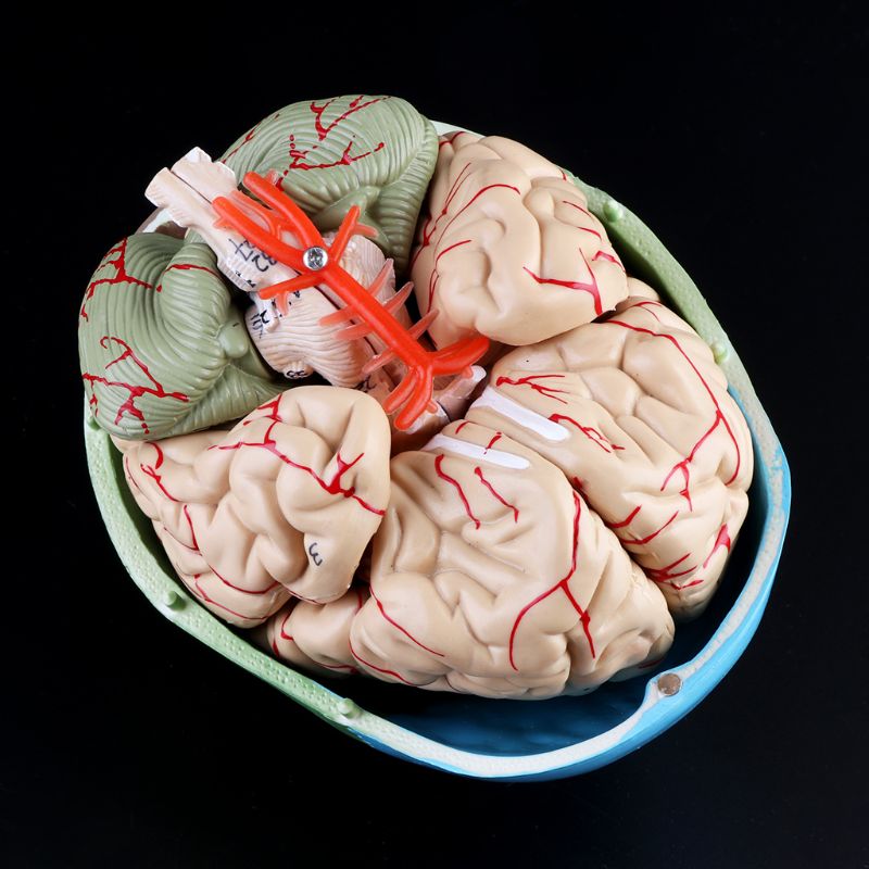 Maßstechen 1:1 Bunte Menschliches Erwachsene Kopf Modell mit Gehirn Stamm Anatomie Lehre Werkzeug Versorgung H55F