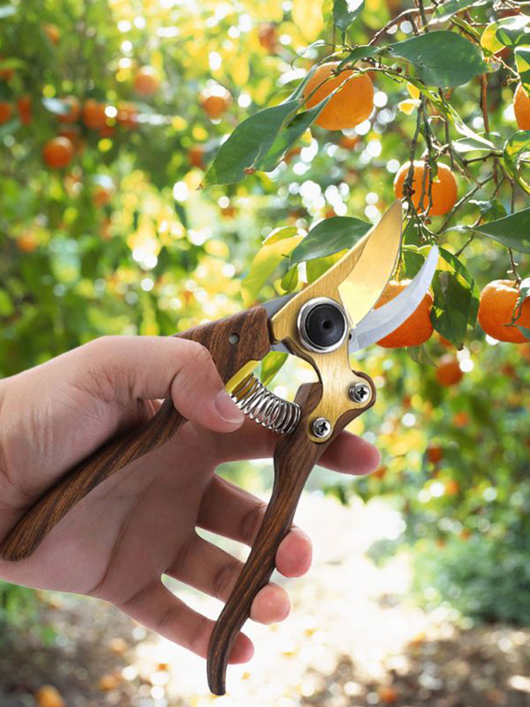 Tijeras de podar para jardinería, herramienta de poda para horticultura, arbustos, ramas y huerto