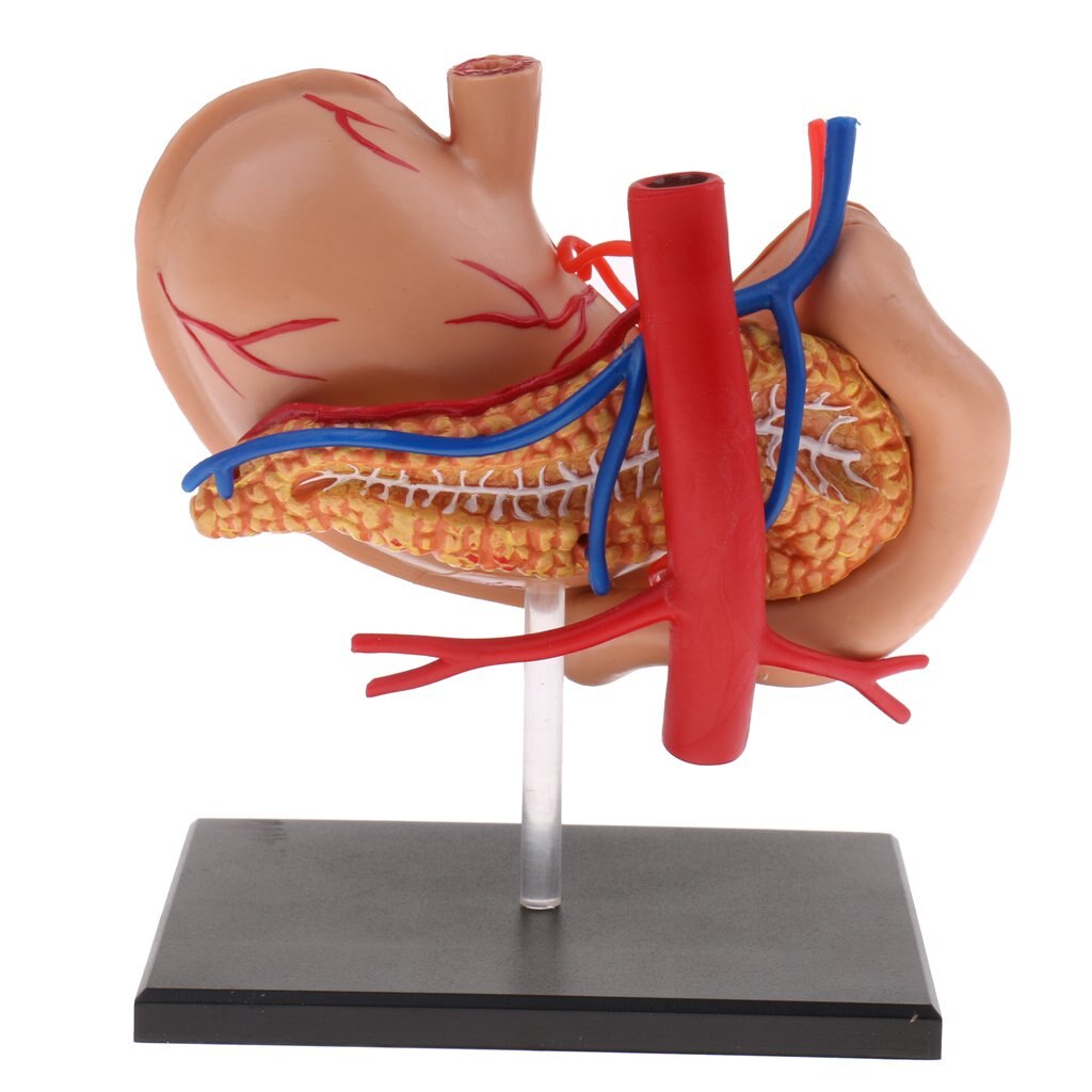 2: 3 Human Stomach Model Digestive System Structure Anatomical Model for School Teaching Tool Learning Display Lab Supplies