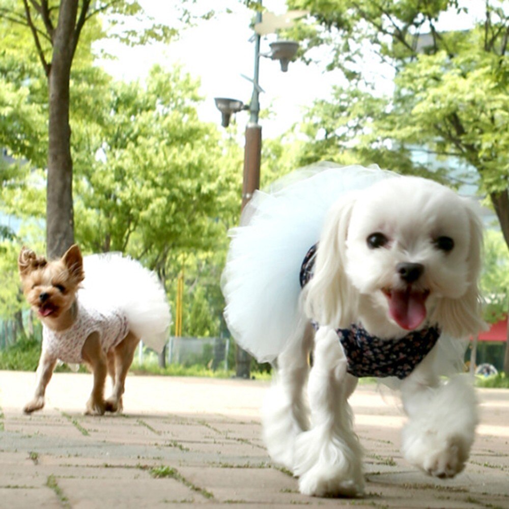 Zomer Hond Jurk Kant Tullle Pet Kleding Voor Kleine Honden Party Wedding Strik Jurken Puppy Kostuum Lente Huisdieren Kleding