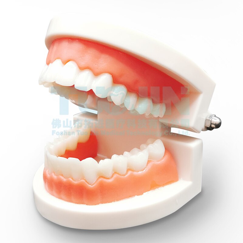 Dental Harz Zähne Tipodont Modell Für Dental Techniker Praxis Lehre Gum Zähne Kiefer Modell Zahnmedizin Ausrüstung