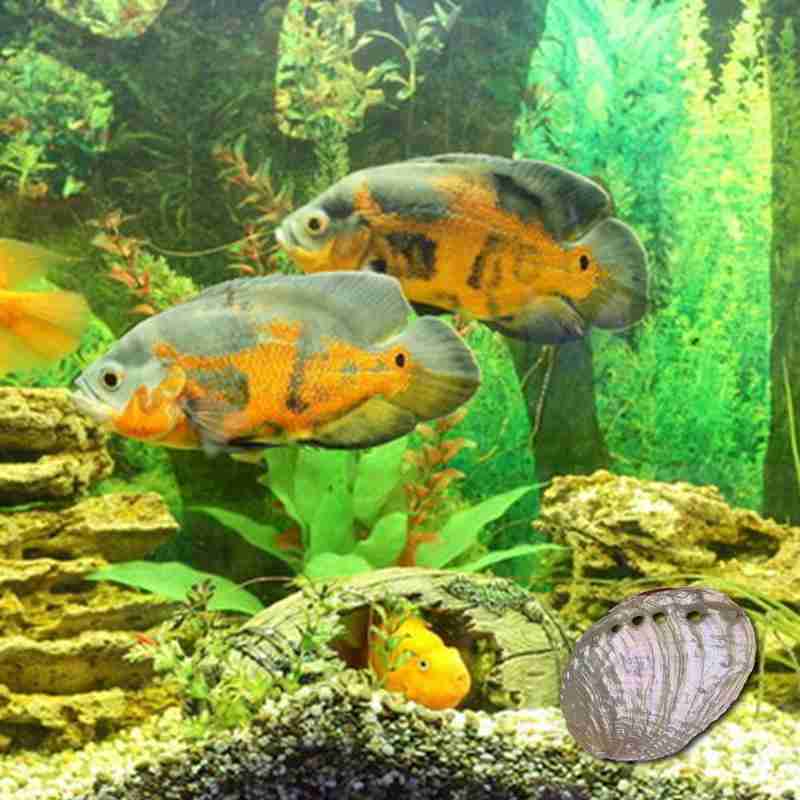 Abalone Shell Nautical Decor Seashell Beach Wedding Soap Shell Diy Shells Jewelry Decor Aquarium Decor Ocean Dish Home L4G9