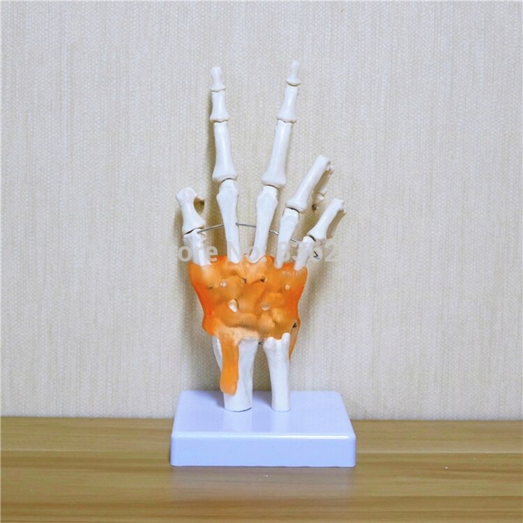 Pistolet traumatique articulaire main taille humaine traumatisme squelette instruments médicaux anatomie modèle d'enseignement de la Science anatomique