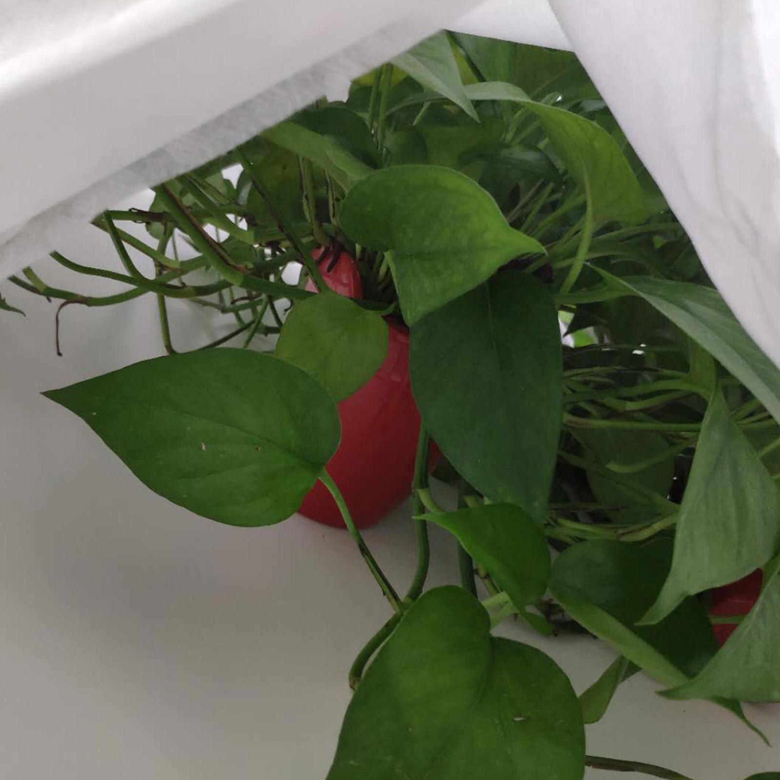 Tree Cover Warm Insect Frost Protection Plant Covers Garden Warming Fabric Anti Frost Light Permeable Fleece Freeze Protection