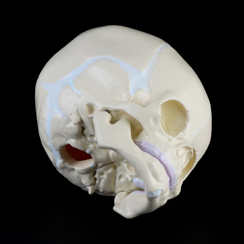 1: 1 Menselijk Foetale Baby Baby Schedel Anatomisch Skelet Model Onderwijs Levert Voor Medische Wetenschap 20CB