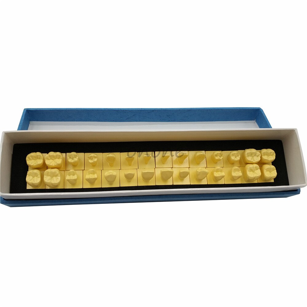 1:1 Permanent Teeth Model With Base Dental Tooth D... – Vicedeal