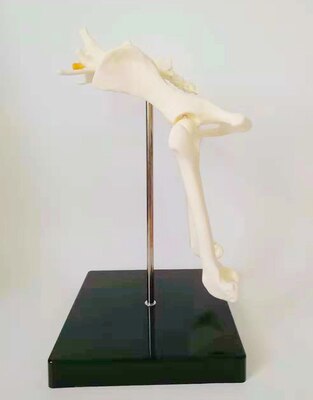 Osteoporose hond hip model hond skelet model dier skelet anatomie model canine pet veterinaire onderwijs