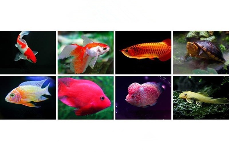Digital LCD Automatic Aquarium Fish Feeder Fish Tank Timing Food Feeding Device Automatic Feeder For Fish Shrimp Turtle
