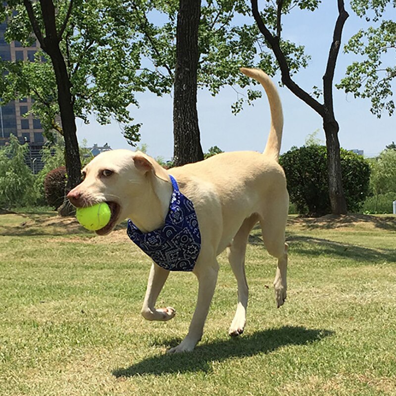 3 pièces balles de Tennis en caoutchouc haute résilience balle de Tennis pratique Durable pour Club compétition exercices d'entraînement